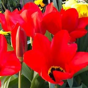 Madame Lefeber Red Emperor Tulip Bulbs (Tulipa fosteriana Madame Lefeber Red Emperor) 1